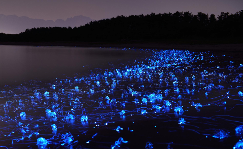 海上萤火虫 海上萤火虫