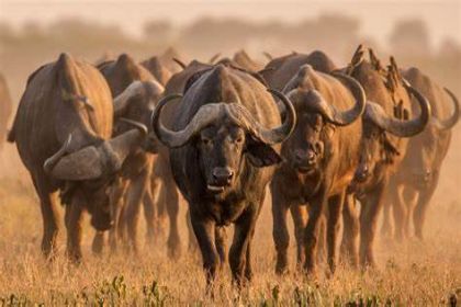 Kruger National Park22223 Kruger National Park22223
