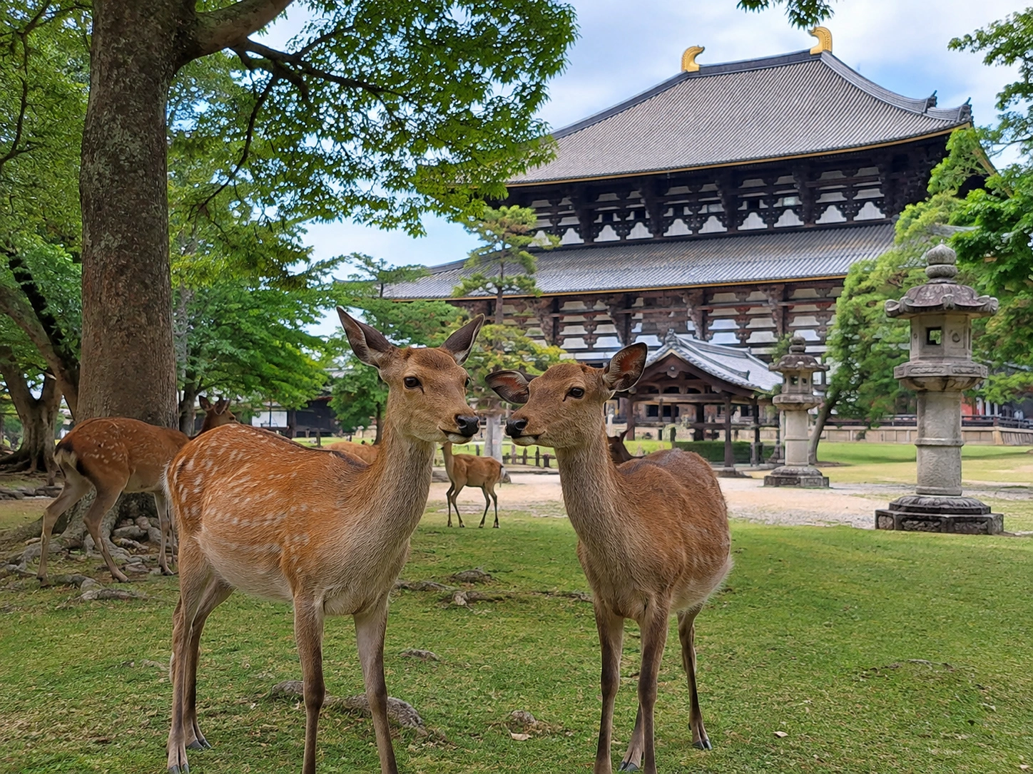1785996474172475.webp 奈良公园小鹿与古寺.webp